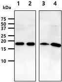 Anti-ARF1 antibody [1B3] used in Western Blot (WB). GTX57579