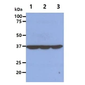 Anti-eIF2 alpha antibody [5E10] used in Western Blot (WB). GTX57580