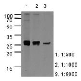 Anti-Apolipoprotein A1 antibody [AT1E12] used in Western Blot (WB). GTX57583