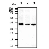 Anti-Cathepsin S antibody [AT1F9] used in Western Blot (WB). GTX57592