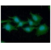 Anti-eEF1A1 antibody [AT23C11] used in Immunocytochemistry/ Immunofluorescence (ICC/IF). GTX57614