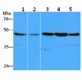 Anti-eEF1A1 antibody [AT23C11] used in Western Blot (WB). GTX57614