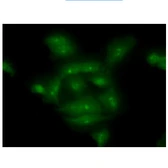 Anti-COMMD7 antibody [AT49B5] used in Immunocytochemistry/ Immunofluorescence (ICC/IF). GTX57616