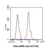 Anti-alpha Smooth Muscle Actin antibody [AT132D3] used in Flow cytometry (FACS). GTX57619