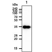 Anti-Cyclin H antibody [AT3G6] used in Western Blot (WB). GTX57623