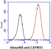 Anti-Calpain S1 antibody [AT1D11] used in Flow cytometry (FACS). GTX57626