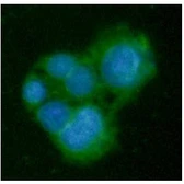 Anti-GNMT antibody [AT5D1] used in Immunocytochemistry/ Immunofluorescence (ICC/IF). GTX57629