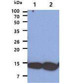Anti-AHA-1 antibody [AT7A6] used in Western Blot (WB). GTX57638