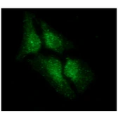 Anti-LSM5 antibody [AT25F8] used in Immunocytochemistry/ Immunofluorescence (ICC/IF). GTX57641