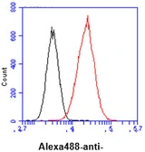 Anti-NNMT antibody [AT11G11] used in Flow cytometry (FACS). GTX57647
