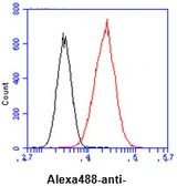 Anti-NNMT antibody [AT11G11] used in Flow cytometry (FCM). GTX57647