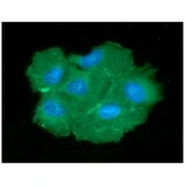 Anti-PGAM2 antibody [AT5A7] used in Immunocytochemistry/ Immunofluorescence (ICC/IF). GTX57652