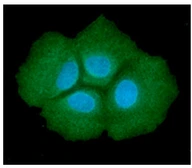 Anti-ADSL antibody [AT16C10] used in Immunocytochemistry/ Immunofluorescence (ICC/IF). GTX57653