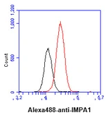 Anti-IMPA1 antibody [AT2G5] used in Flow cytometry (FACS). GTX57655