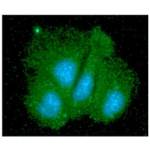 Anti-SGTA antibody [AT19E8] used in Immunocytochemistry/ Immunofluorescence (ICC/IF). GTX57661