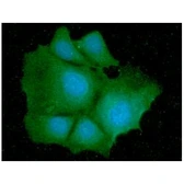 Anti-IDH1 antibody [AT25H10] used in Immunocytochemistry/ Immunofluorescence (ICC/IF). GTX57662