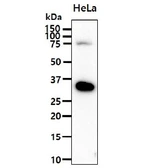 Anti-Podoplanin antibody [AT56F7] used in Western Blot (WB). GTX57668