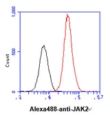 Anti-JAK2 antibody [AT53B7] used in Flow cytometry (FACS). GTX57670