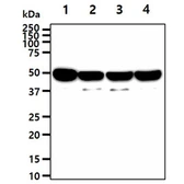 Anti-ENO1 + ENO2 antibody [AT1G7] used in Western Blot (WB). GTX57673