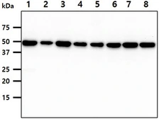 Anti-CDC37 antibody [AT3G7] used in Western Blot (WB). GTX57677