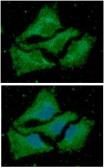 Anti-ACAA1 antibody [AT9E5] used in Immunocytochemistry/ Immunofluorescence (ICC/IF). GTX57678