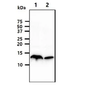 Anti-Cystatin A antibody [AT1B12] used in Western Blot (WB). GTX57681
