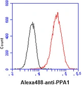 Anti-PPA1 antibody [AT4G4] used in Flow cytometry (FACS). GTX57682
