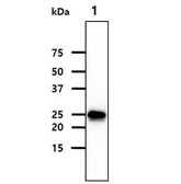 Anti-FKBP14 antibody [AT18E2] used in Western Blot (WB). GTX57684