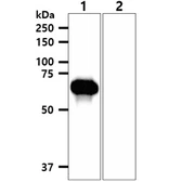 Anti-EphA2 antibody [AT66G9] used in Western Blot (WB). GTX57687