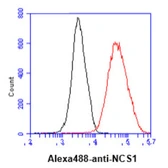 Anti-NCS1 antibody [AT11B8] used in Flow cytometry (FACS). GTX57688