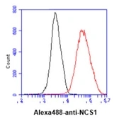Anti-NCS1 antibody [AT11B8] used in Flow cytometry (FCM). GTX57688
