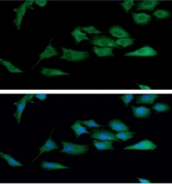 Anti-TrxR1 antibody [AT30F1] used in Immunocytochemistry/ Immunofluorescence (ICC/IF). GTX57697