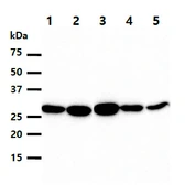 Anti-Heme Oxygenase 1 antibody [AT1D6] used in Western Blot (WB). GTX57699