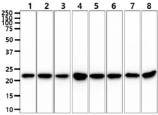 Anti-RKIP antibody [AT4B11] used in Western Blot (WB). GTX57700