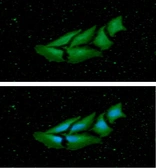 Anti-nm23-H1 antibody [AT5F4] used in Immunocytochemistry/ Immunofluorescence (ICC/IF). GTX57703