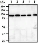 Anti-PGC1 alpha antibody [AT25C8] used in Western Blot (WB). GTX57707