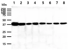 Anti-Cyclophilin 40 antibody [AT1B8] used in Western Blot (WB). GTX57711