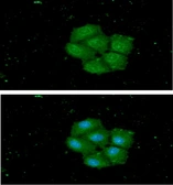 Anti-STCH antibody [AT2F6] used in Immunocytochemistry/ Immunofluorescence (ICC/IF). GTX57713