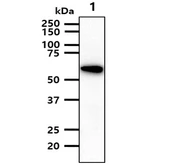 Anti-AKT1 + AKT3 antibody [AT6D5] used in Western Blot (WB). GTX57714