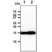 Anti-FIS1 antibody [AT3B7] used in Western Blot (WB). GTX57722