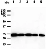 Anti-GSTP1 antibody [AT12C10] used in Western Blot (WB). GTX57728