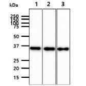Anti-JAM-B antibody [AT21D7] used in Western Blot (WB). GTX57731