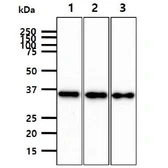 Anti-JAM-B antibody [AT21D7] used in Western Blot (WB). GTX57731