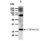Anti-DcR1 antibody [AT1E12] used in Western Blot (WB). GTX57733