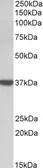 Anti-DAO antibody used in Western Blot (WB). GTX57737