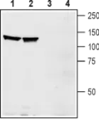 Anti-EphA1 antibody used in Western Blot (WB). GTX57738