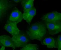 Anti-GCN2 antibody [ACAA-5] used in Immunocytochemistry/ Immunofluorescence (ICC/IF). GTX57742