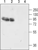 Anti-GluR4 antibody used in Western Blot (WB). GTX57743