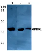 Anti-GPR91 antibody used in Western Blot (WB). GTX57745