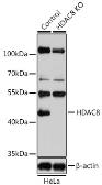 Anti-HDAC8 antibody used in Western Blot (WB). GTX57746